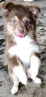 Bootsie, a female Toy Australian Shepherd for sale in Briggsville, AR – 2 of 2
