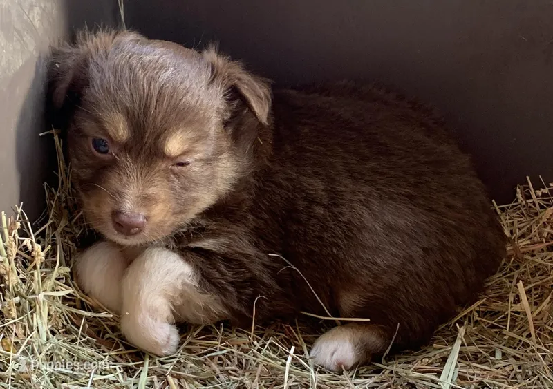 Bootsie – Toy Australian Shepherd puppy for sale in Briggsville, AR