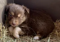 Bootsie, a female Toy Australian Shepherd for sale in Briggsville, AR – 1 of 2
