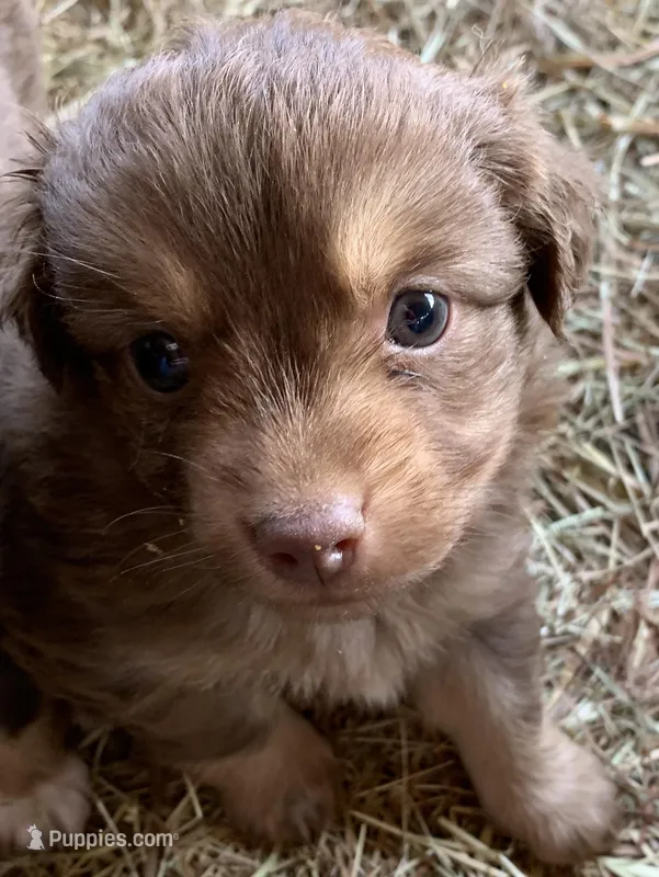 chocolate boy – Toy Australian Shepherd puppy for sale in Briggsville, AR