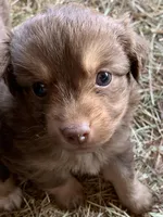 chocolate boy, a male Toy Australian Shepherd for sale in Briggsville, AR – 1 of 2