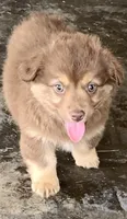 chocolate boy, a male Toy Australian Shepherd for sale in Briggsville, AR – 2 of 2
