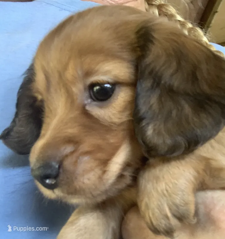 Pretty girl – Miniature Dachshund puppy for sale in Briggsville, AR