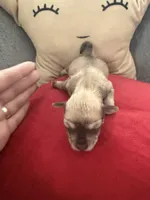 Bella Rose, a female Miniature Schnauzer for sale in Miami Gardens, FL – 4 of 7