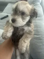 Milo , a male Miniature Schnauzer for sale in Miami Gardens, FL – 4 of 10