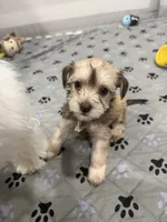 Truffles , a female Miniature Schnauzer for sale in Miami Gardens, FL – 2 of 4