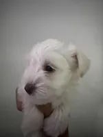 Bruno, a male Miniature Schnauzer for sale in Miami Gardens, FL – 5 of 9