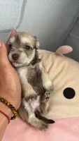 Truffles , a female Miniature Schnauzer for sale in Miami Gardens, FL – 4 of 4