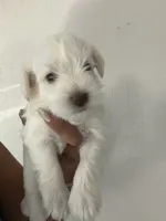 Charlie , a male Miniature Schnauzer for sale in Miami Gardens, FL – 9 of 10
