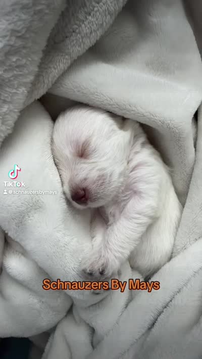 Charlie , a male Miniature Schnauzer for sale in Miami Gardens, FL – 7 of 10