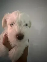 Charlie , a male Miniature Schnauzer for sale in Miami Gardens, FL – 8 of 10