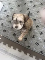 Milo , a male Miniature Schnauzer for sale in Miami Gardens, FL – 5 of 10