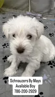 Charlie , a male Miniature Schnauzer for sale in Miami Gardens, FL – 3 of 10