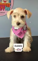 Ruby , a female Miniature Schnauzer for sale in Miami Gardens, FL – 3 of 5