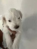 Charlie , a male Miniature Schnauzer for sale in Miami Gardens, FL – 5 of 10