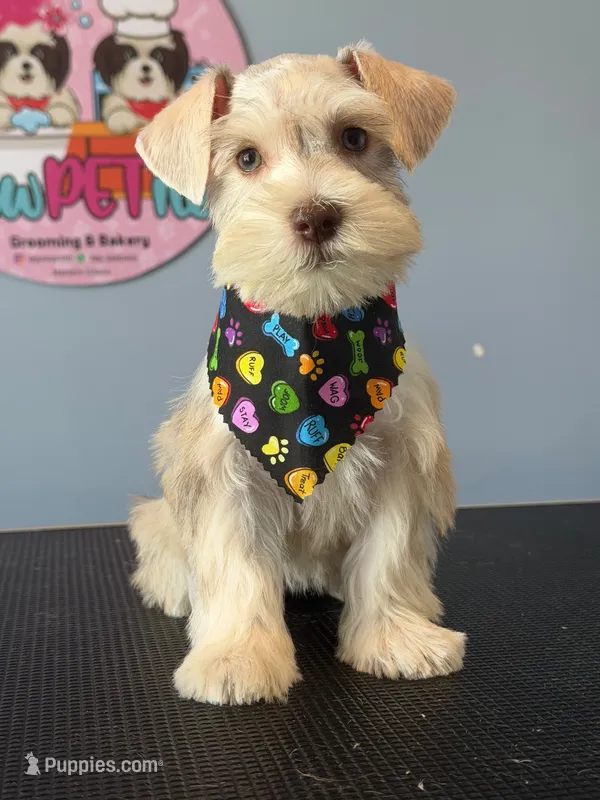 Milo  – Miniature Schnauzer puppy for sale in Miami Gardens, FL