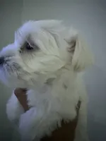 Bruno, a male Miniature Schnauzer for sale in Miami Gardens, FL – 9 of 9