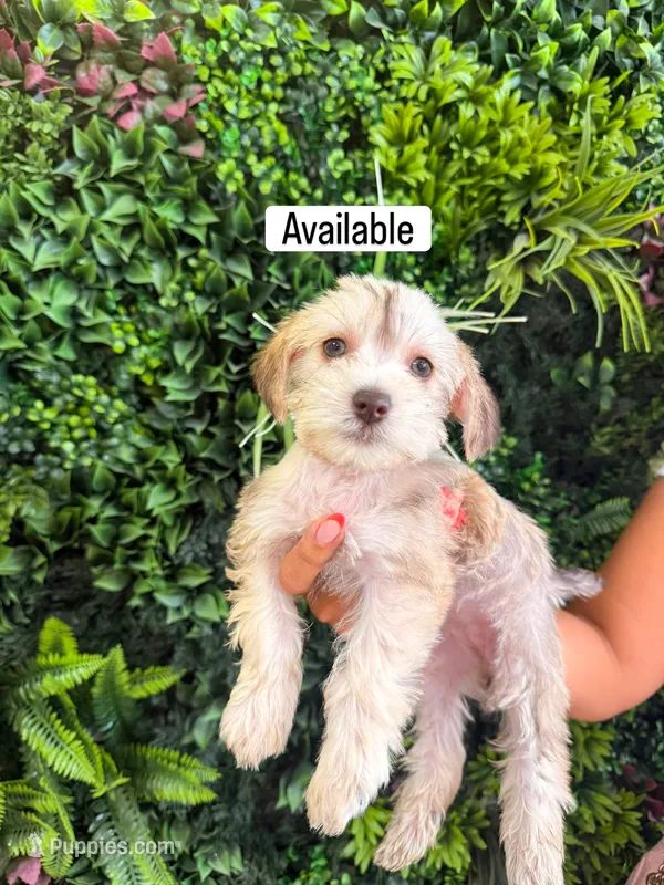 Truffles  – Miniature Schnauzer puppy for sale in Miami Gardens, FL