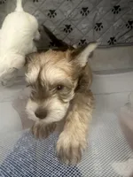 Milo , a male Miniature Schnauzer for sale in Miami Gardens, FL – 8 of 10