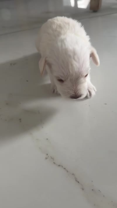 Charlie , a male Miniature Schnauzer for sale in Miami Gardens, FL – 6 of 10