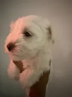 Bruno, a male Miniature Schnauzer for sale in Miami Gardens, FL – 7 of 9