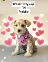Ruby , a female Miniature Schnauzer for sale in Miami Gardens, FL – 2 of 5