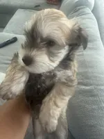 Milo , a male Miniature Schnauzer for sale in Miami Gardens, FL – 9 of 10