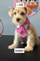 Ruby , a female Miniature Schnauzer for sale in Miami Gardens, FL – 4 of 5