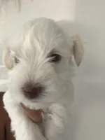 Charlie , a male Miniature Schnauzer for sale in Miami Gardens, FL – 10 of 10