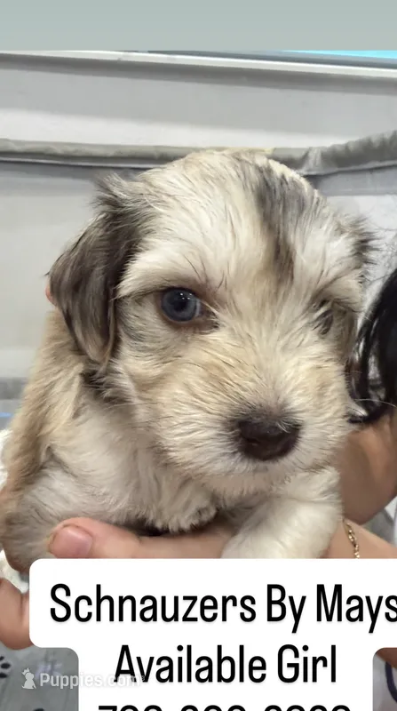 Bella Rose – Miniature Schnauzer puppy for sale in Miami Gardens, FL