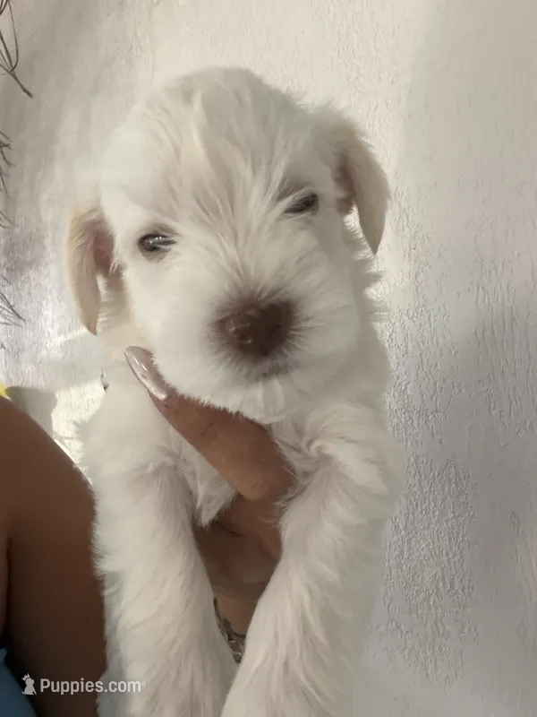Charlie  – Miniature Schnauzer puppy for sale in Miami Gardens, FL