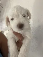 Charlie , a male Miniature Schnauzer for sale in Miami Gardens, FL – 1 of 10