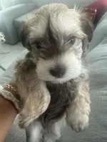 Milo , a male Miniature Schnauzer for sale in Miami Gardens, FL – 6 of 10