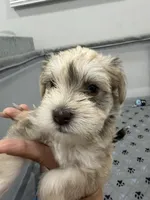 Oliver, a male Miniature Schnauzer for sale in Miami Gardens, FL – 2 of 4