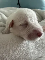 Bruno, a male Miniature Schnauzer for sale in Miami Gardens, FL – 2 of 9