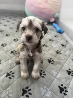 Truffles , a female Miniature Schnauzer for sale in Miami Gardens, FL – 3 of 4