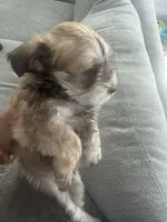 Milo , a male Miniature Schnauzer for sale in Miami Gardens, FL – 7 of 10