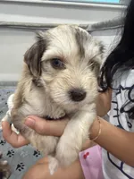 Bella Rose, a female Miniature Schnauzer for sale in Miami Gardens, FL – 6 of 7