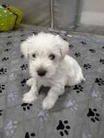 Charlie , a male Miniature Schnauzer for sale in Miami Gardens, FL – 4 of 10