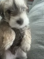 Milo , a male Miniature Schnauzer for sale in Miami Gardens, FL – 10 of 10