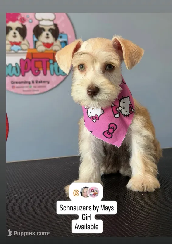 Ruby  – Miniature Schnauzer puppy for sale in Miami Gardens, FL