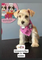 Ruby , a female Miniature Schnauzer for sale in Miami Gardens, FL – 1 of 5