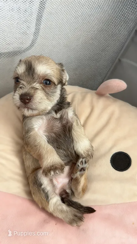 Truffles  – Miniature Schnauzer puppy for sale in Miami Gardens, FL