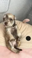 Truffles , a female Miniature Schnauzer for sale in Miami Gardens, FL – 1 of 4