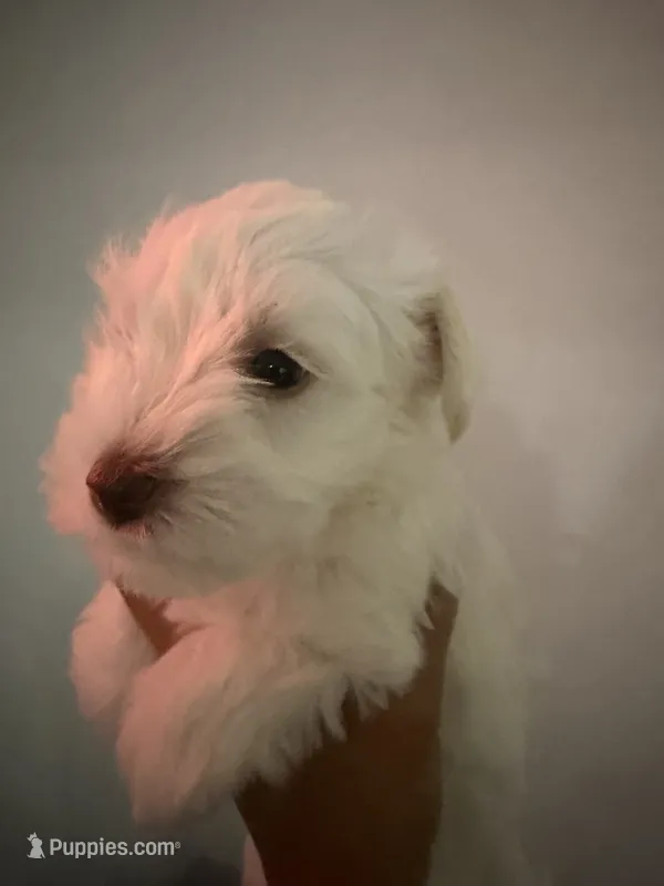 Bruno – Miniature Schnauzer puppy for sale in Miami Gardens, FL
