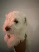 Bruno, a male Miniature Schnauzer for sale in Miami Gardens, FL – 1 of 9