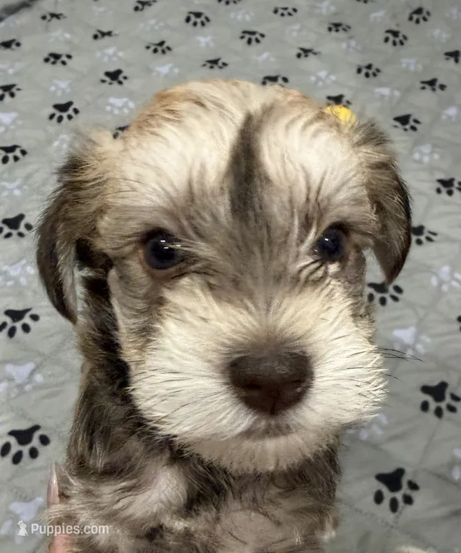 Oliver – Miniature Schnauzer puppy for sale in Miami Gardens, FL