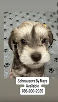 Milo , a male Miniature Schnauzer for sale in Miami Gardens, FL – 1 of 10