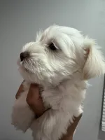 Bruno, a male Miniature Schnauzer for sale in Miami Gardens, FL – 6 of 9