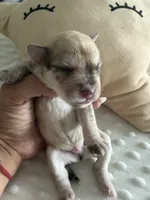 Milo , a male Miniature Schnauzer for sale in Miami Gardens, FL – 3 of 10
